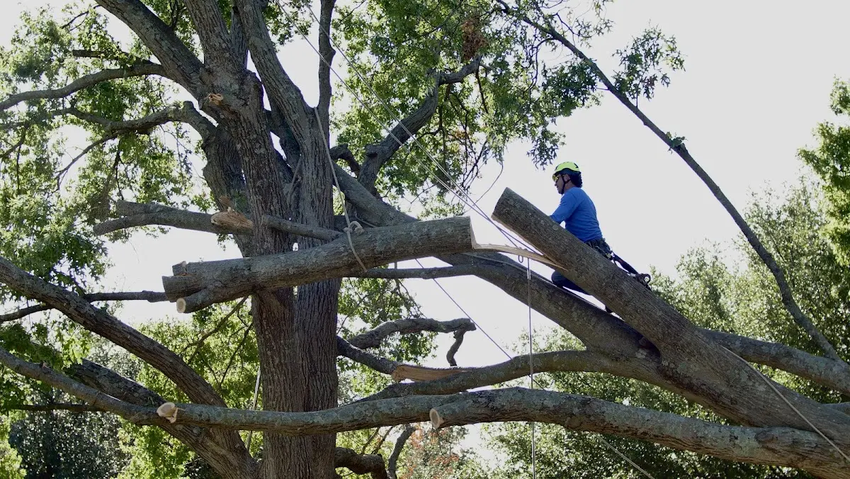 Professional Crown Thinning performed by certified arborists in Darby