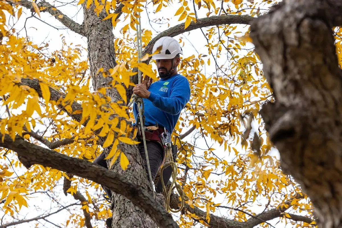 Skilled Tree Transplanting crew working in Darby