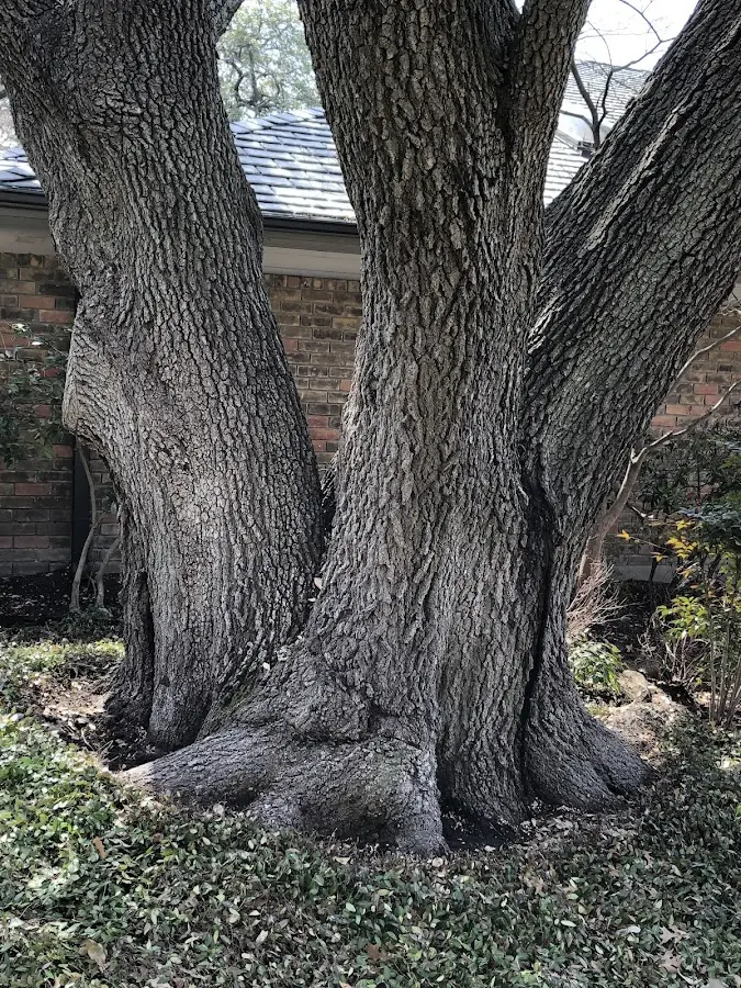 Mature heritage tree close to a Darby property cared for by certified arborists